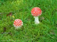 Klik op de foto voor groter formaat